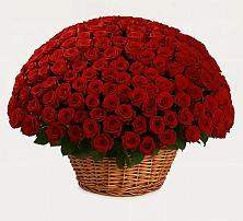 251 Премиум красная роза в Касимове Премиум букет из: Розы в Касимове
